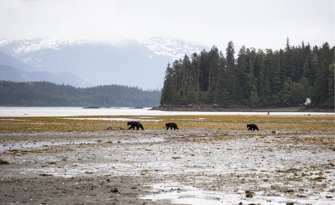 Three bears walk along the banks of a lake with mountains and trees seen in the background