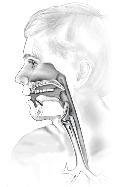 Diagram of the food network