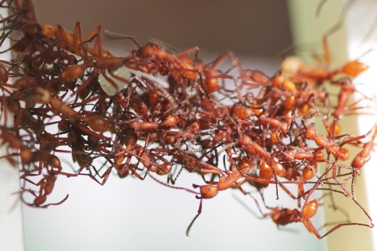 Ants That Don't Just Build Architecture, They Become It