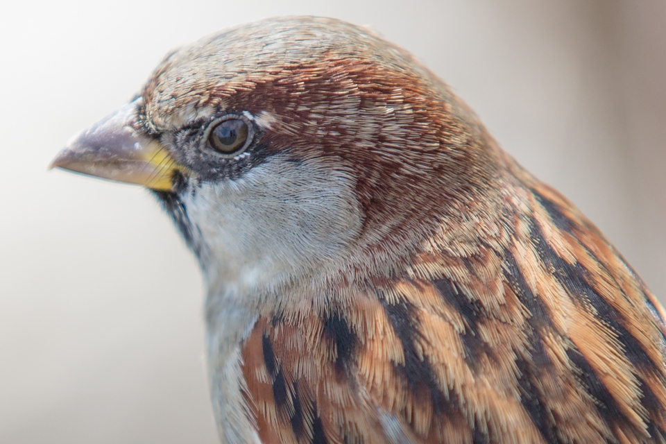 Male house sparrow on campus