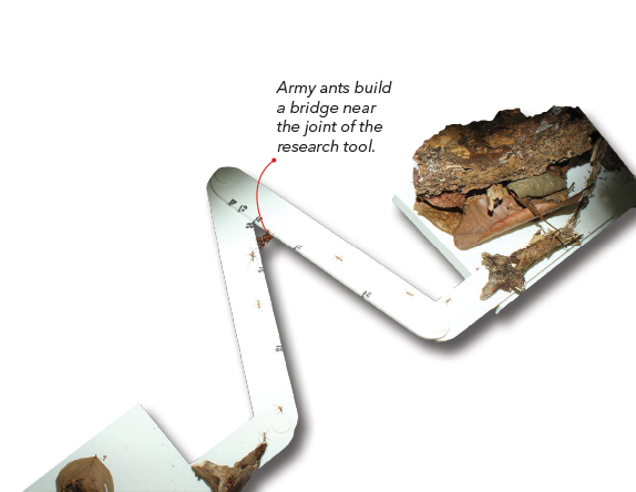 Army ants build a bridge near the joint of the research tool