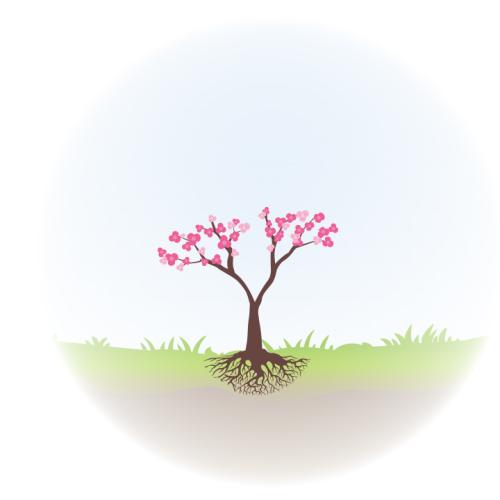 young cherry blossom tree with two branches and shallow roots